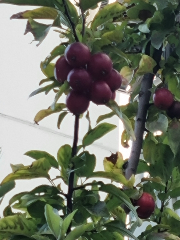 나무속 사과 사과 나무